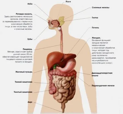 Elképesztő tényeket az emberi test