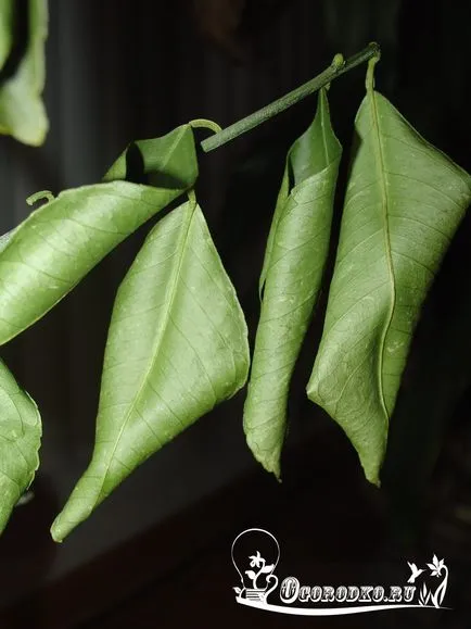 La frunzele de lamaie cad - ce să facă cu planta, cum să salvați, domsadovnika