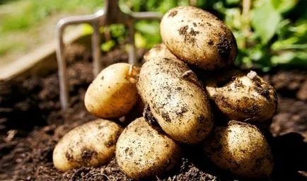 Бързото разпространение на посадъчен материал от картофи най-добрите начини да блог