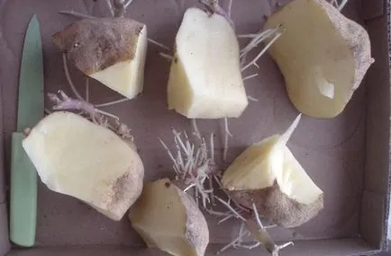 Бързото разпространение на посадъчен материал от картофи най-добрите начини да блог