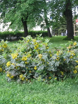 Örökzöld cserje Mahonia leírás, ültetés és gondozás, sadovodstvo24