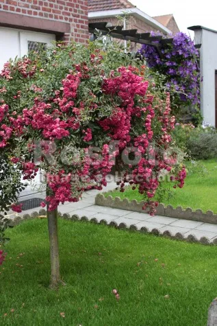 Roses възможности за настаняване в градината (цветни лехи цветни лехи снимка), аз и ландшафтен дизайн