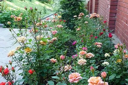 Roses възможности за настаняване в градината (цветни лехи цветни лехи снимка), аз и ландшафтен дизайн