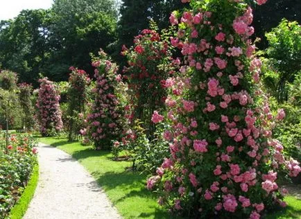 Roses възможности за настаняване в градината (цветни лехи цветни лехи снимка), аз и ландшафтен дизайн