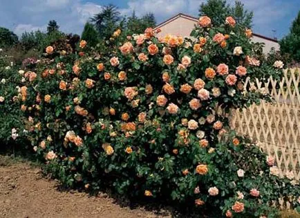 Roses възможности за настаняване в градината (цветни лехи цветни лехи снимка), аз и ландшафтен дизайн