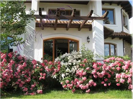 opțiuni de cazare trandafiri în grădină (flowerbeds flowerbeds foto), I și Peisagistică