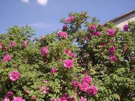 opțiuni de cazare trandafiri în grădină (flowerbeds flowerbeds foto), I și Peisagistică