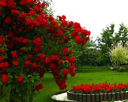 opțiuni de cazare trandafiri în grădină (flowerbeds flowerbeds foto), I și Peisagistică