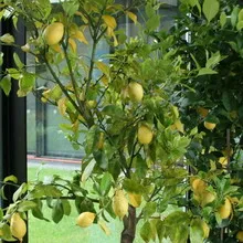 Видове и сортове лимони стая със снимки Павловски, Майер, китайски, годишнина, Генуа, Лисабон