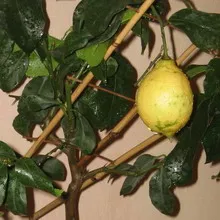 Видове и сортове лимони стая със снимки Павловски, Майер, китайски, годишнина, Генуа, Лисабон