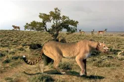 pisici sălbatice Extinct - catstock