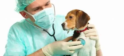 Veterinar Cardiologie animale de companie din Moscova, o casă medic veterinar cardiolog