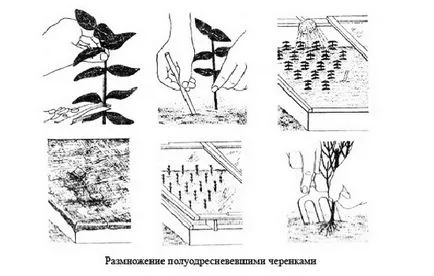 Отглеждане глициния семена и резници