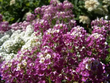 Cultivarea Alyssum din semințe - două moduri de plantare și îngrijire corespunzătoare, sfaturi de grădinărit