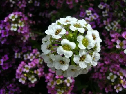 Növekvő Alyssum magról - kétféleképpen ültetés és a megfelelő ellátás, kertészeti tippek