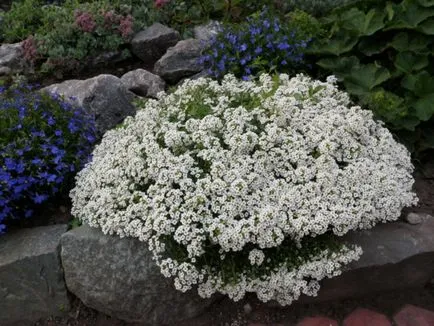 Növekvő Alyssum magról - kétféleképpen ültetés és a megfelelő ellátás, kertészeti tippek