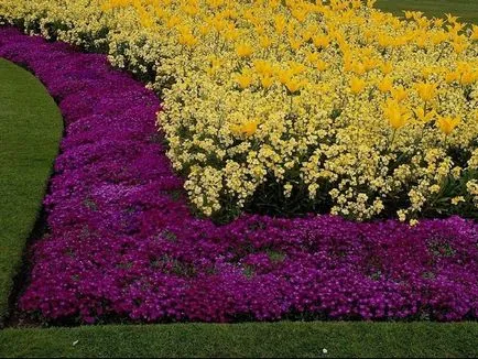 Növekvő Alyssum magról - kétféleképpen ültetés és a megfelelő ellátás, kertészeti tippek