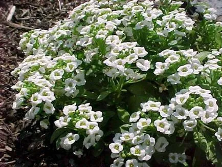 Növekvő Alyssum magról - kétféleképpen ültetés és a megfelelő ellátás, kertészeti tippek