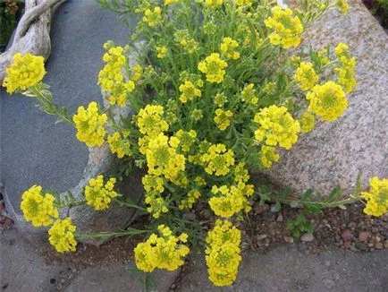 Növekvő Alyssum magról - kétféleképpen ültetés és a megfelelő ellátás, kertészeti tippek