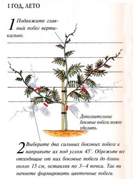 Cultivarea semințelor Wisteria și butași