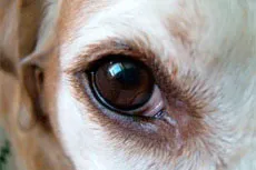 Milyen esetekben és hogyan kell kezelni a kutyák és macskák szeme
