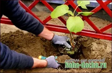 A termesztés kiwi a külvárosban - így a saját kezét épít, növény, díszíteni, mesterek az ország