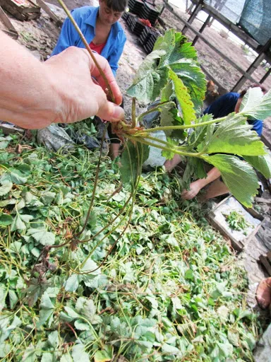 Növekvő palánták eper a szalagon módszer mezőgazdász Kotsur Valentiny