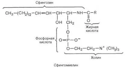 въпрос 35