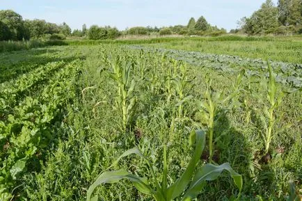 Cultivarea cartofi în agricultura naturală