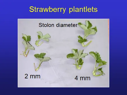 Отглеждане на разсад на ягоди на метод лента агроном на Kotsur Valentiny