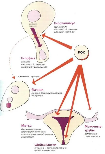 Befolyásolja a hormonális fogamzásgátlás a női test