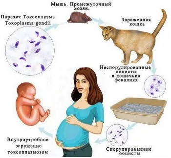 Вродена токсоплазмоза при новородени