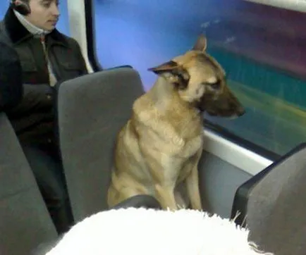 În Sankt Petersburg, au fost gazde „Ural Hachiko“, care se plimbă cu tramvaiul la universitate, altele