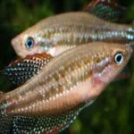 Gourami betegség és azok kezelésére és megelőzésére limfotsistoz