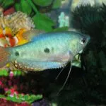 Gourami betegség és azok kezelésére és megelőzésére limfotsistoz