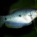 Gourami заболяване и тяхното лечение и профилактика limfotsistoz