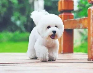 Bichon frisé câine rasa descriere, comentarii, pro și contra, îngrijire și întreținere, zoosecrets