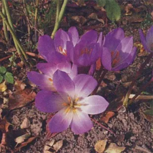 Crocus засаждане и грижи