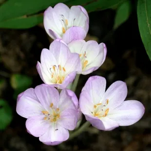 Crocus засаждане и грижи