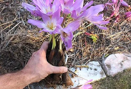 Crocus засяване и грижи за есента чудо