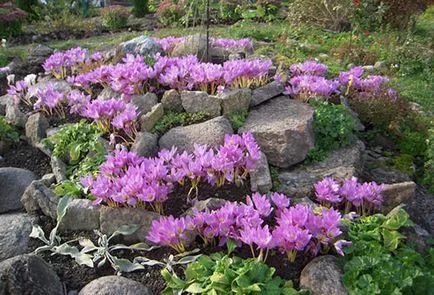 Crocus засяване и грижи за есента чудо