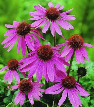 Echinacea против алергии