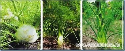 Копър Италиански - отглеждане и полезни свойства на сладък копър, на мястото на градината и вилата
