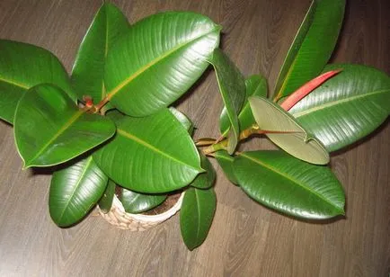 Ficus еластичен (еластична)
