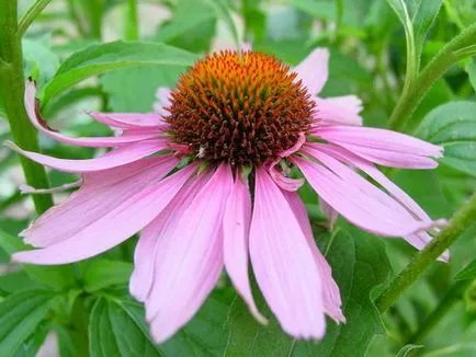 Echinacea - hasznos tulajdonságai és alkalmazásai