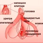 Къде клитора е като на клитора и новите визии за размера на клитора