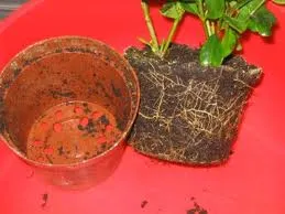 Gardenia - gardénia transzplantáció és a reprodukció