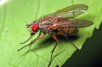 Photo hagyma légy, mint amilyennek látszik, leírás, jelei a megjelenése a hagyma fly