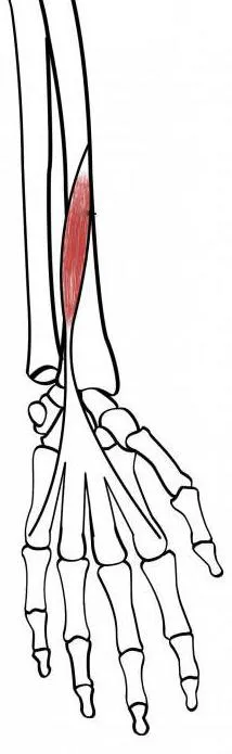 Principalele ulnaris Carpi a tendonului flexor