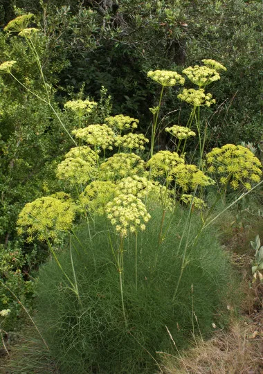 Peucedanum românească (coasta lui Adam) - proprietăți și aplicații utile, carte de sănătate